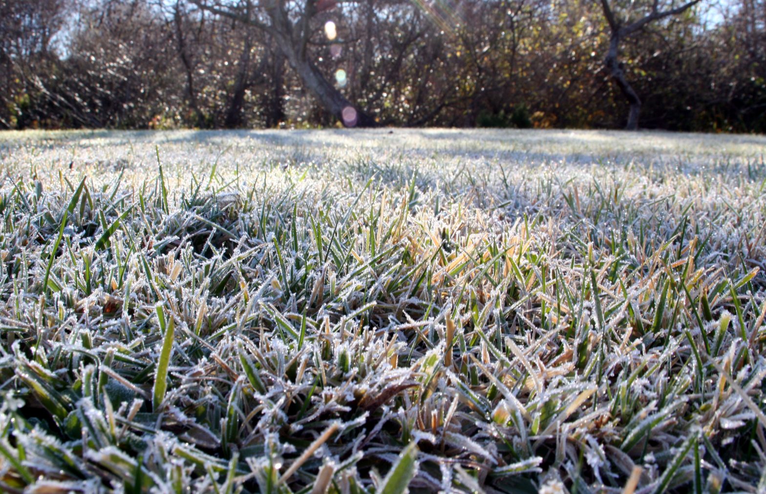 Frosty Lawn